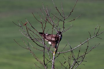 buzzard in tree