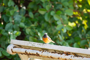 Daurian redstart male in Aoshima of MIyazaki city, Japan