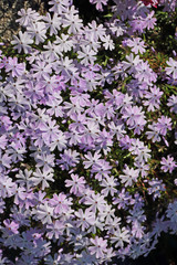 Polsterphlox