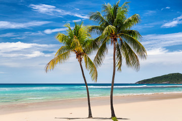 Fototapeta na wymiar Tropical white sand beach with coconut palms and the turquoise sea on Caribbean island. 