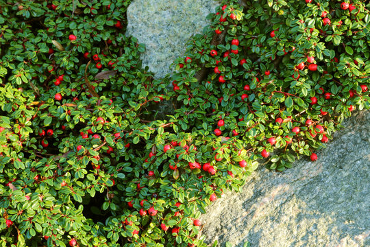 Cotoneaster cashmiriensis, the Kashmir cotoneaster, plant species in the family Rosaceae. Small, prostrate, evergreen shrub with glossy dark-green, elliptical leaves, white flowers and dark-red fruit.