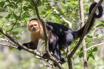 Capuchin monkey in a tree in the forest surrounding the Rincon de la Vieja volcano in Costa Rica.