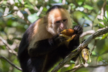 Naklejka premium Capuchin monkey in a tree in the forest surrounding the Rincon de la Vieja volcano in Costa Rica.