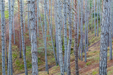 Fototapeta premium Bosque mixto de pinos y abetos. Las Lomas, León, España.