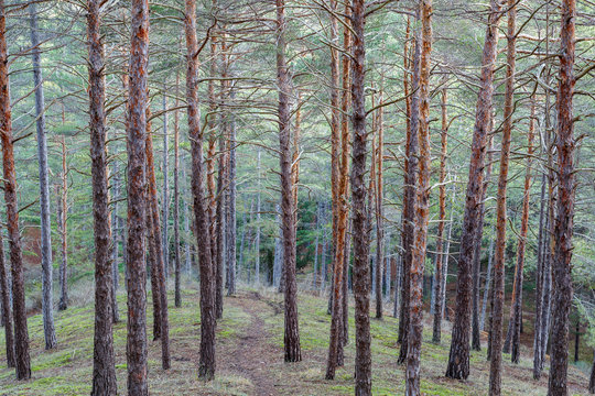 Troncos rectos y elevados de pino silvestre o albar. Pinus sylvestris. Pinar de Las Lomas, Le&oacute;n, Espa&ntilde;a.