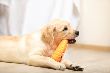 Golden retriever dog puppy playing with toy at home in living room