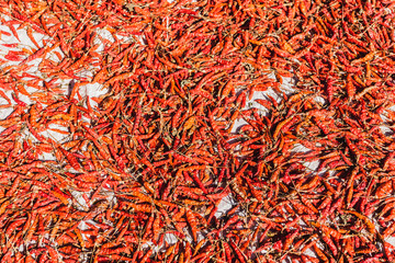 Pile of dried red chili peppers