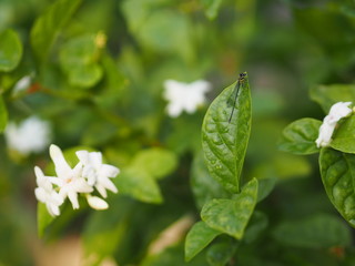 Dragonfly on leaves Jasmine white flower in garden, blurred of nature background