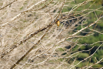 kingfisher on branch