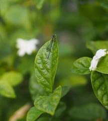 Dragonfly on leaves Jasmine white flower in garden, blurred of nature background