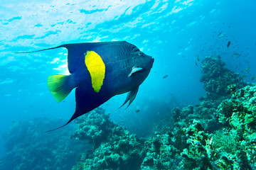 Yellowband  angelfish  Pomacanthus maculosus, also known as the halfmoon angelfish,. coral fish