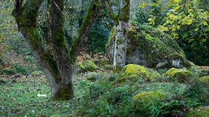 Forest near the city of Ozurgeti, Guria region, Georgia country. Autumn.