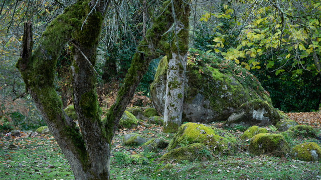 Forest near the city of Ozurgeti, Guria region, Georgia country. Autumn.