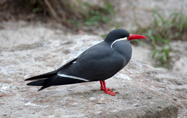 Portrait of a male inca tern on a rock, coastal bird from America