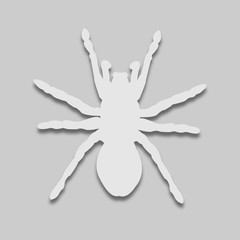 Obraz premium Spider light tone