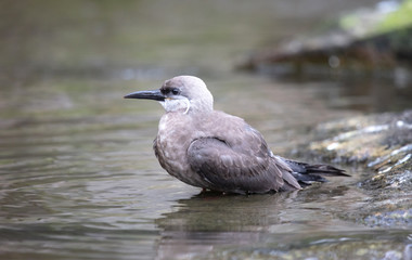 Portrait of a female inca tern on a rock, coastal bird from America