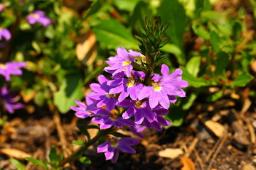 purple wild flowers in the nature