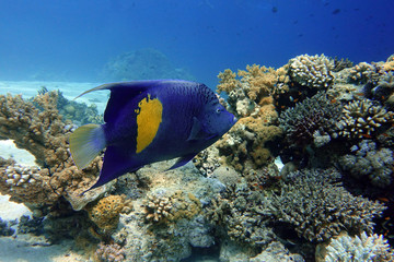 Naklejka na ściany i meble Yellowband angelfish Pomacanthus maculosus, also known as the halfmoon angelfish,. coral fish