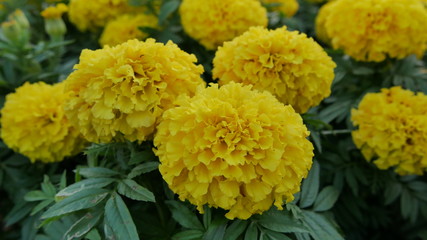  Beautiful yellow marigolds