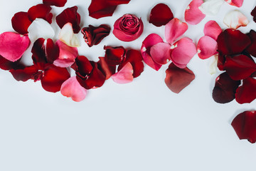 Red fresh leaves of roses lay on isolated background. St. valentine's day, romantic and love concept