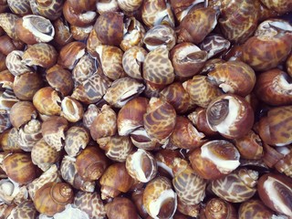 chestnuts in market