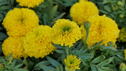  Beautiful yellow marigolds