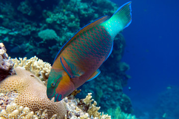 Obraz na płótnie Canvas Parrot fish (Scarus frenatus), close up in Red sea