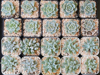 collection of miniature succulent top view background