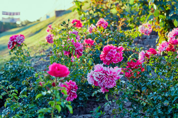 Obraz premium Lots of pink and red flowers on a flower bed in the summer
