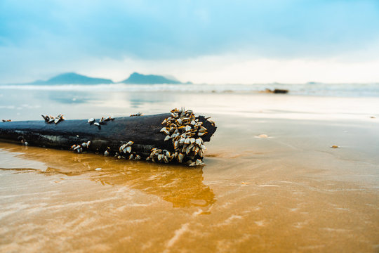 The goose barnacles barnacle on wood on the beach.