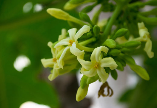 Papaya flowers white yellowish seeds fruit green leaf, Food plant green background floral