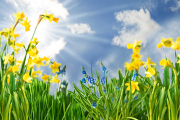 Sunny Spring Flower Meadow With Narcissus. Springtime And Summer. Blue Sky With Clouds