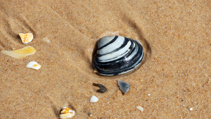 Fototapeta na wymiar Close up of seashells on the beach