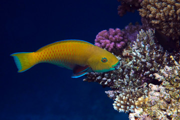 Parrot fish (Scarus frenatus), close up in Red sea