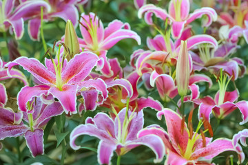 Fototapeta na wymiar close up blooming of lily flower in garden.