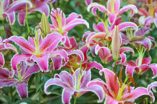close up  blooming of lily flower in garden.