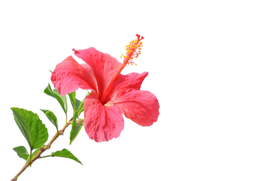 Flowering Hibiscus. Isolated on white with clipping path