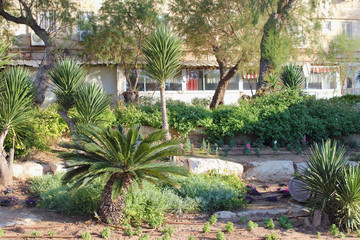 In a tropical climate, plants and flowers in the city are watered with a drip irrigation system