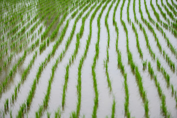 Fototapeta na wymiar Young rice plant in the plantation field
