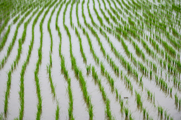 Fototapeta na wymiar Young rice plant in the plantation field
