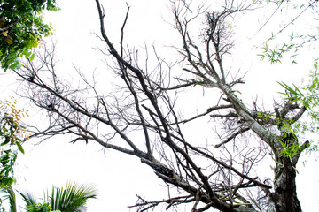 Tree branch on white background.