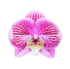 Purple orchid isolated over white background with clipping path