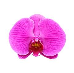 Fototapeta na wymiar Purple orchid isolated over white background with clipping path