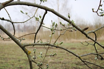 Fototapeta na wymiar The first buds of willow Verba on the coast of the Gulf of Riga