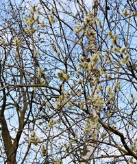 The first buds of willow Verba on the coast of the Gulf of Riga