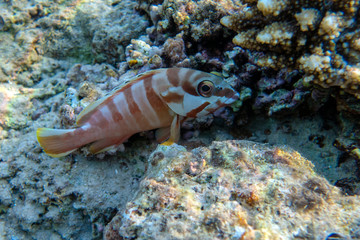 Blacktip Grouper in a coral reef in the Red Sea, Egypt