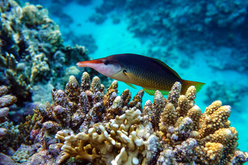 Fototapeta na wymiar Coral fish,Bird Wrasse - Gomphosus caeruleus klunzingeri swimming in Red sea near corals