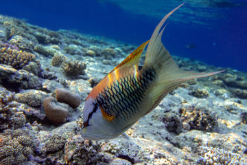 Naklejka na ściany i meble Beautiful fish under the sea - close up, Red sea Egypt