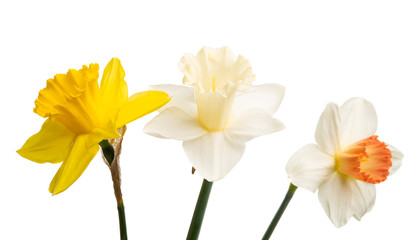 daffodil flower isolated