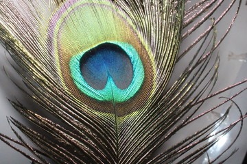 peacock feather